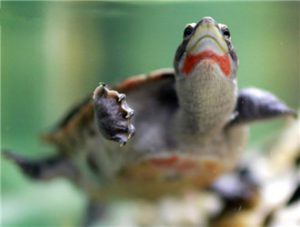 Red-bellied Short-necked Turtle