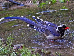 Red-billed Blue Magpie