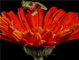 Red-eyed Tree Frog