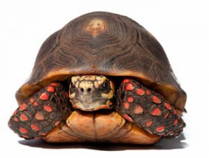 Red-footed Tortoise