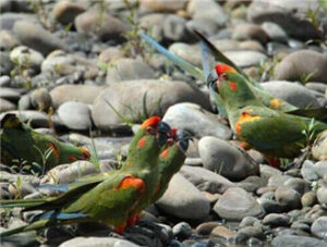 Red-fronted Macaw