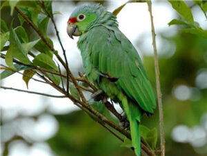 Red-fronted Parakeet