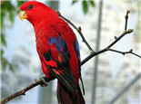 Red Lory