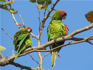 Red-masked Conure