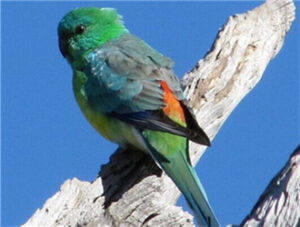 Red-rumped Parrot