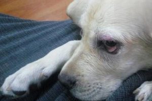 Red, Swollen Dog Eyes That Won’t Open