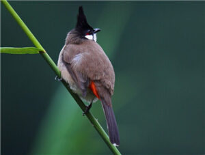 Red-whiskered Bulbul