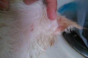 Removing Fleas from Your Cat: Bathing, Combing, and Home Treatments