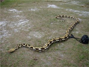 Reticulated Python