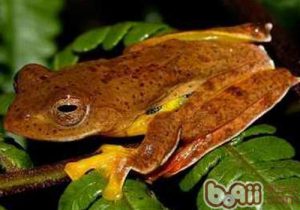 Rhacophorus bipunctatus