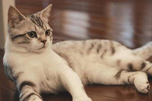 Rhinitis in Dogs and Cats: Symptoms, Treatment, and Prevention