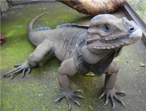 Rhinoceros Iguana
