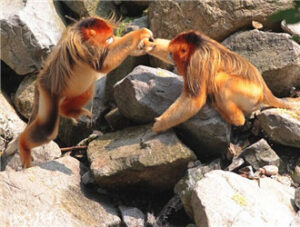 Rhinopithecus