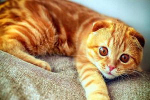 Riboflavin (Vitamin B2) Deficiency in Dogs and Cats