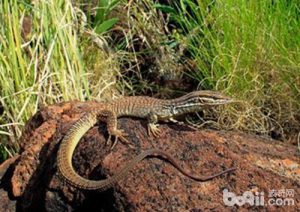 Ridged-tailed Monitor
