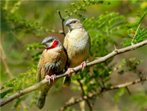 Ring-throated Finch