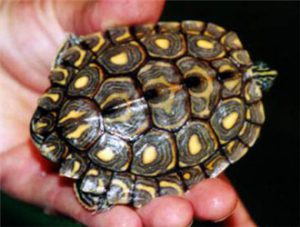 Ringed Map Turtle
