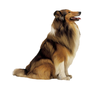 Rough Collie