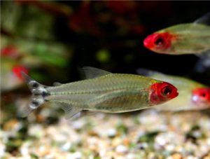 Rummy-nose Tetra
