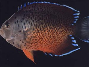 Rusty Angelfish