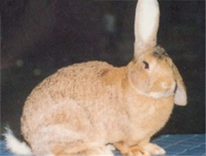 Saibei Rabbit