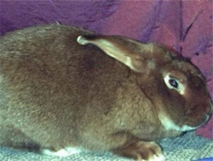 Satin Rabbit