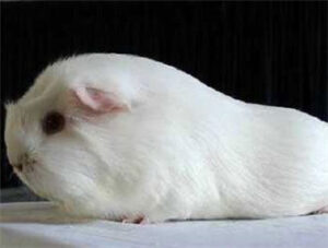 Satin White Crested Guinea Pig