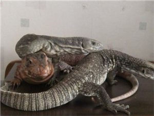 Savanna Monitor