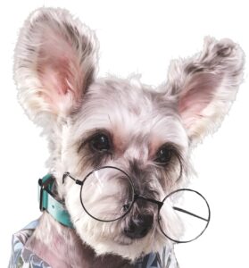 Schnauzer