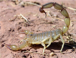 Scorpion