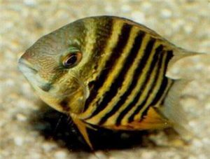 Severum Cichlid