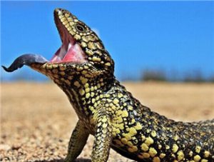 Shingleback (Stump-tailed Skink)
