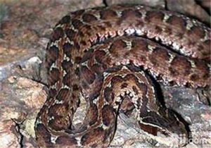 Short-tailed Pit Viper