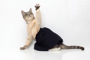 Should You Dress Up Your Cat?