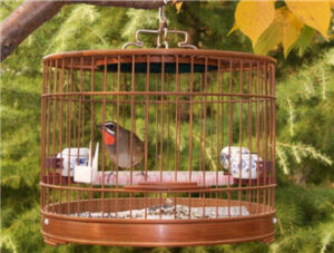 Siberian Rubythroat