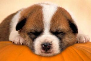 Signs and Causes of Anxiety in Dogs