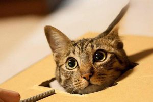 Signs Your Cat Has Successfully Mated
