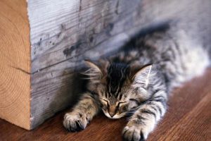 Signs Your Cat Truly Trusts and Depends on You