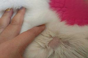 Simple Tips to Prevent Ringworm in Cats