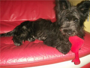 SkyeTerrier