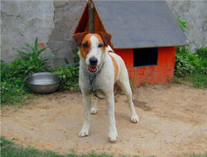 smooth fox terrier