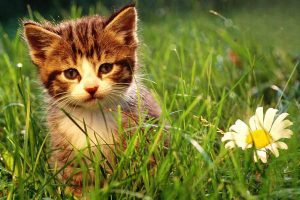 Sodium Fluoroacetate Poisoning in Dogs and Cats
