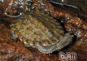 South American Snake-necked Turtle