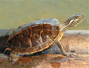 Southern Painted Turtle