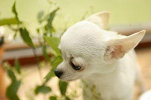 Spinal Cord Compression in Dogs and Cats