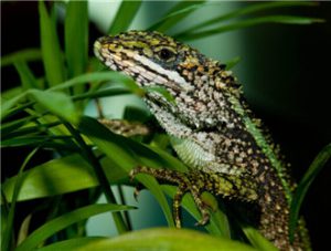 Splendid Japalure (Liyue Dragon Lizard)