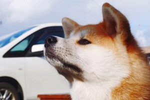 Splenic Rupture in Dogs and Cats