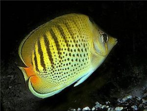 Spotband Butterflyfish