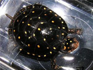 Spotted Turtle