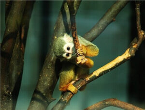 Squirrel Monkey